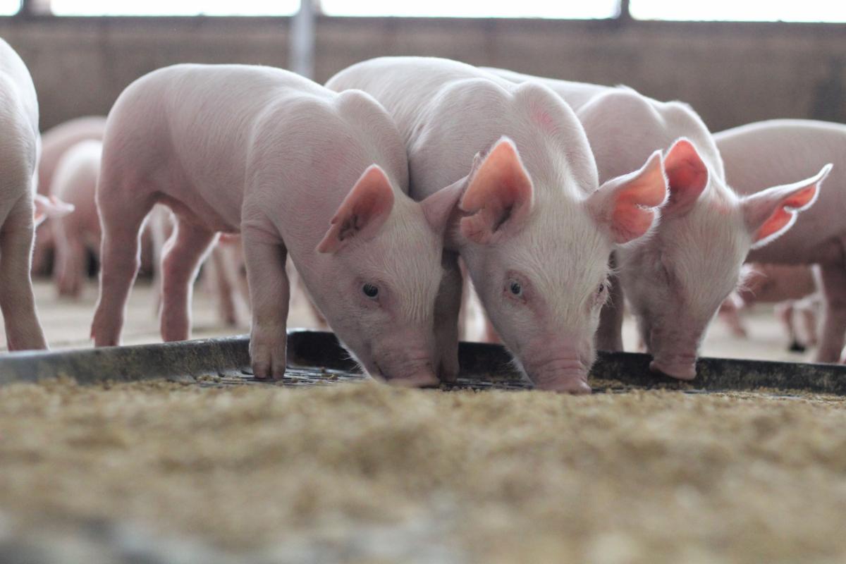 science-and-passion-for-nutrition-drive-innovation-in-pig-diets-iowa